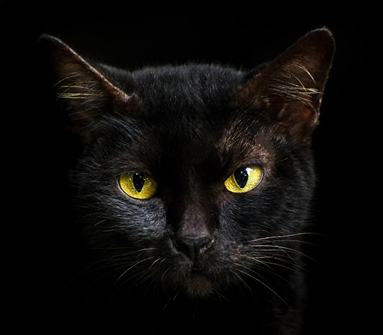 Image d'un chat noir sans transparence