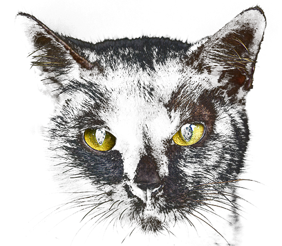 Image d'un chat noir avec transparence