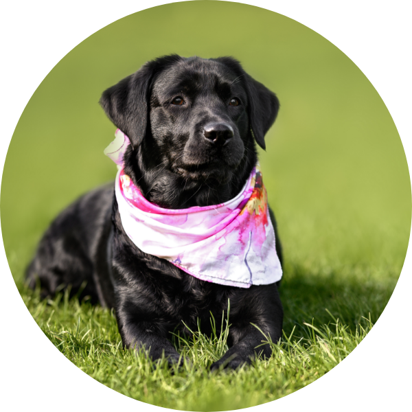 Cotton / Silk Bandana photo